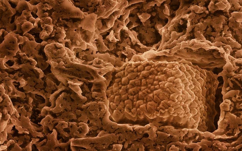 Food photography through a microscope