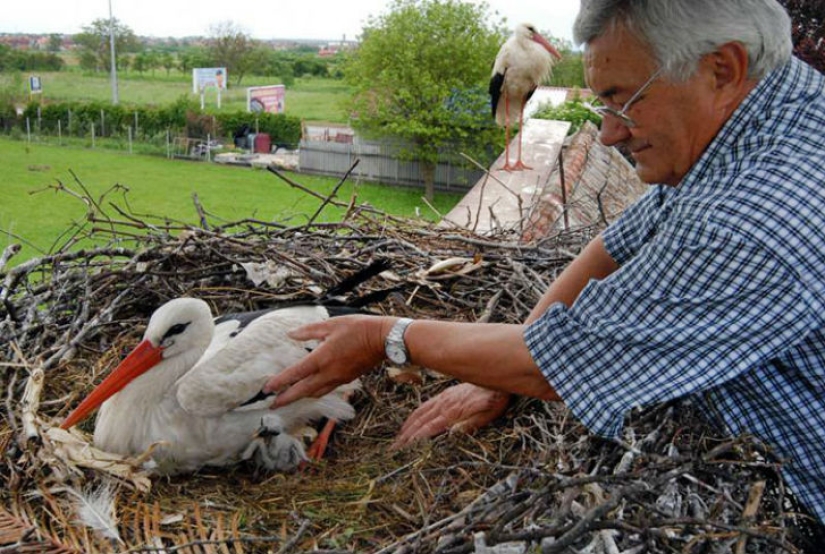 For 15 years now, the stork, overcoming 13 thousand kilometers, arrives to his wounded girlfriend
