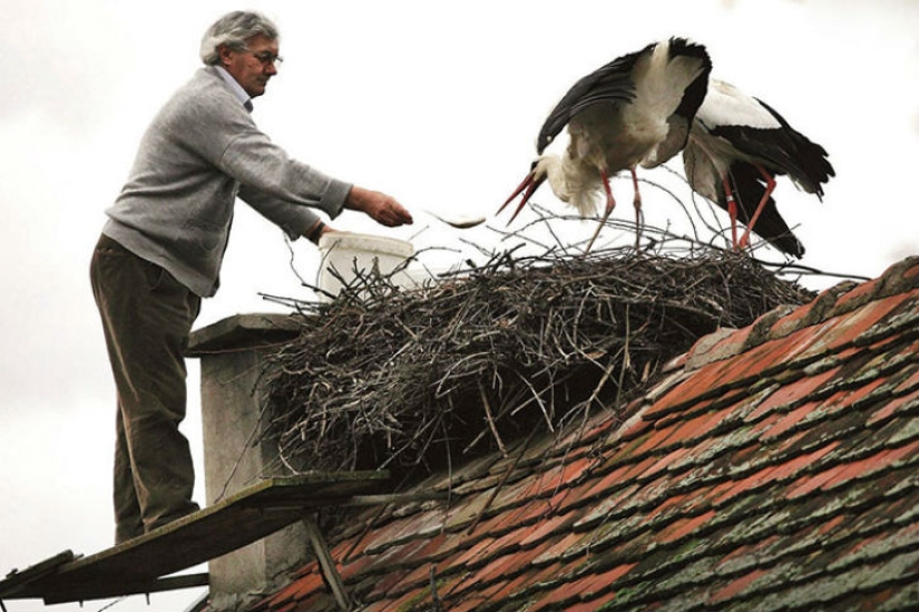 For 15 years now, the stork, overcoming 13 thousand kilometers, arrives to his wounded girlfriend