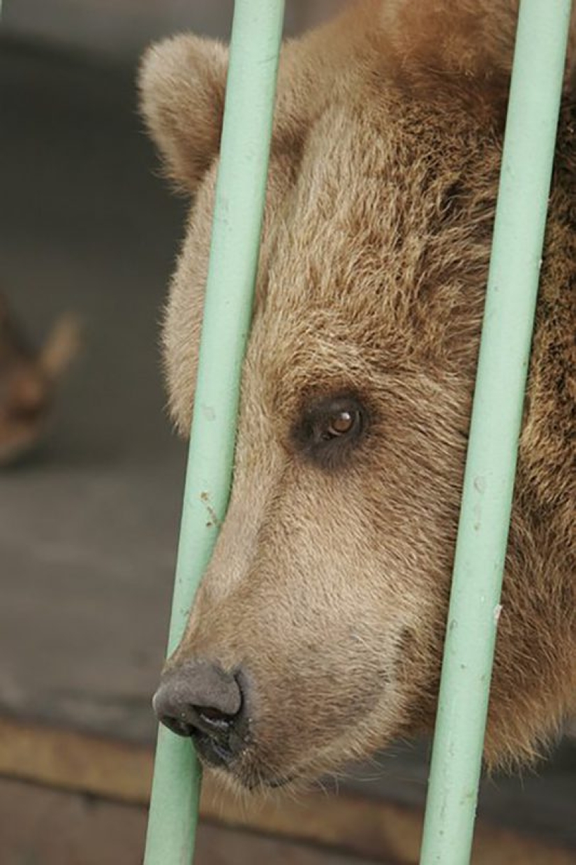 For what the bear Katerina is serving a life sentence in a Kazakh colony