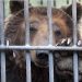 For what the bear Katerina is serving a life sentence in a Kazakh colony