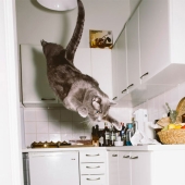 Fotógrafo austriaco dispara a gatos voladores