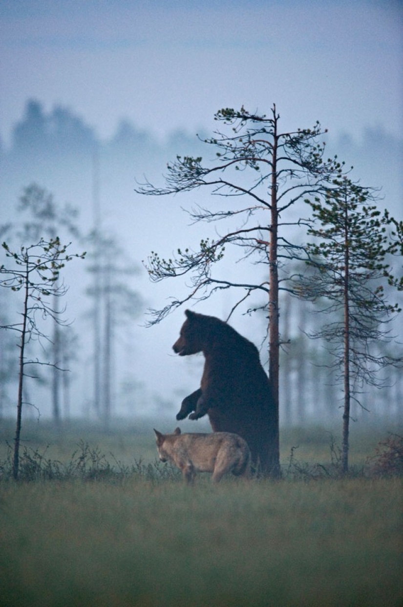 Fotógrafo finlandés captura la inusual amistad entre un lobo y un oso