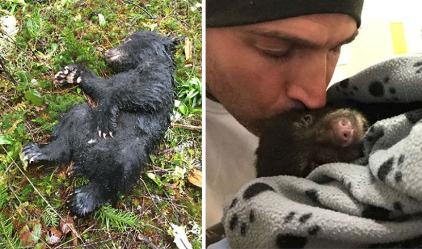 Fotógrafo salvó a un cachorro de oso moribundo, arriesgándose a ir a la cárcel por ello