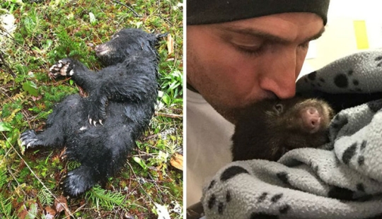 Fotógrafo salvó a un cachorro de oso moribundo, arriesgándose a ir a la cárcel por ello