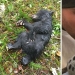 Fotógrafo salvó a un cachorro de oso moribundo, arriesgándose a ir a la cárcel por ello