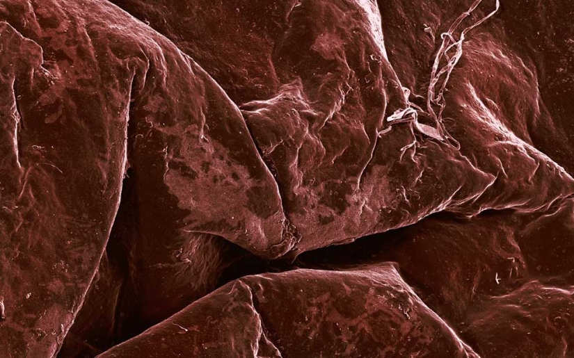 Fotografía de alimentos a través de un microscopio