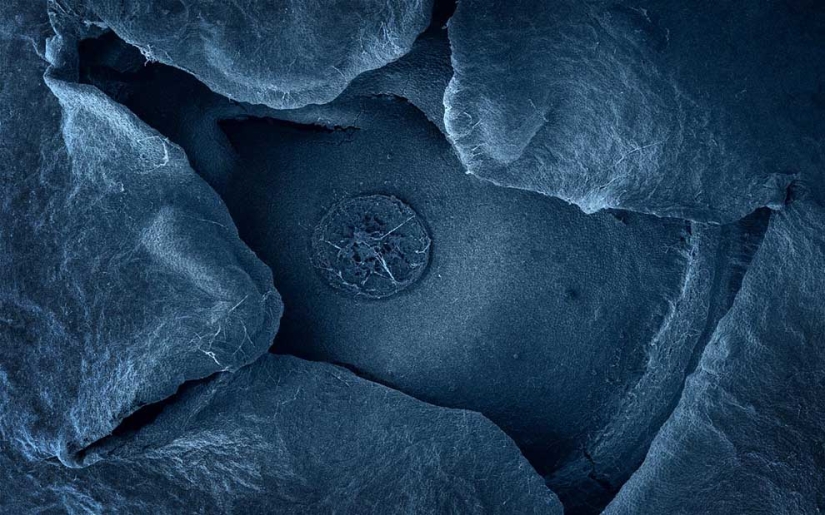 Fotografía de alimentos a través de un microscopio