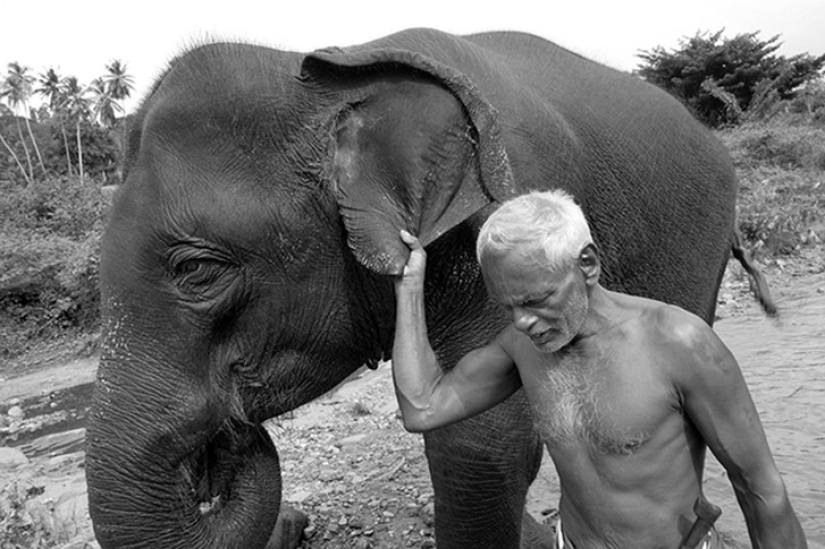 Fotos fuertes sobre la difícil relación de los asiáticos con los elefantes