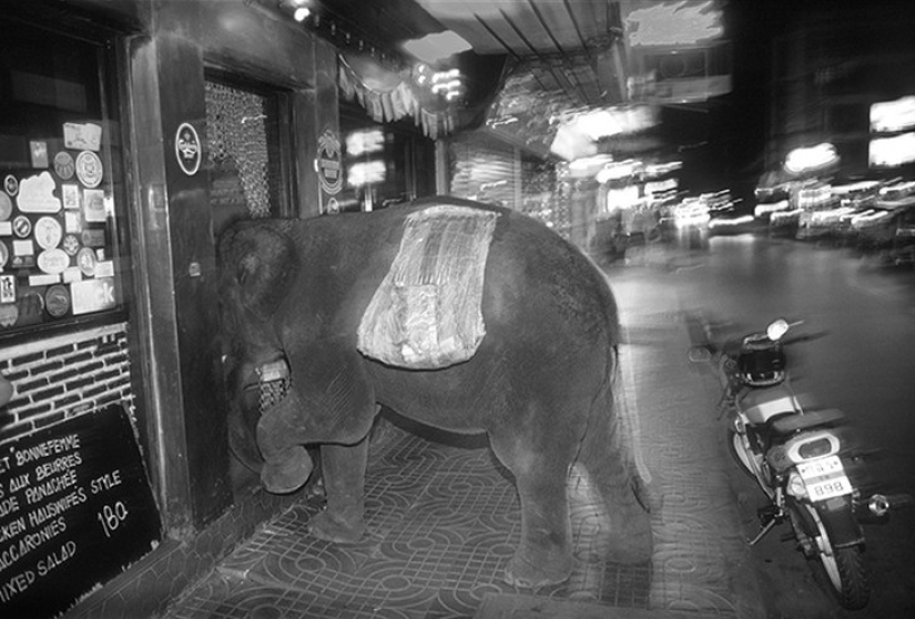 Fotos fuertes sobre la difícil relación de los asiáticos con los elefantes
