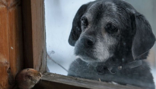 Fotos mágicas de casas abandonadas ocupadas por animales salvajes