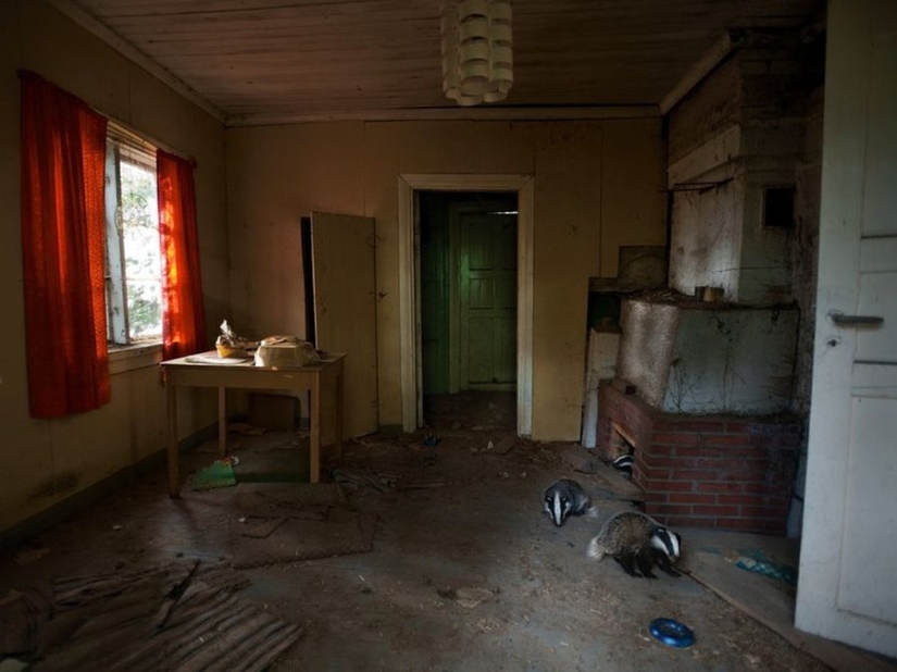 Fotos mágicas de casas abandonadas ocupadas por animales salvajes