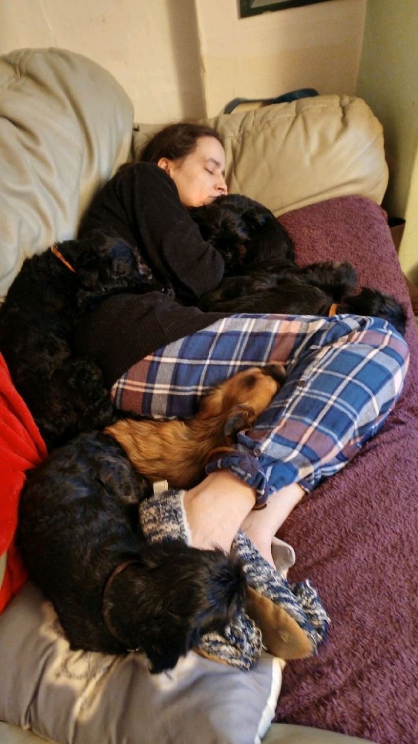 Four-legged happiness: what life is like when there are more than two dogs in the house