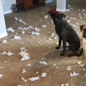 Four-legged happiness: what life is like when there are more than two dogs in the house