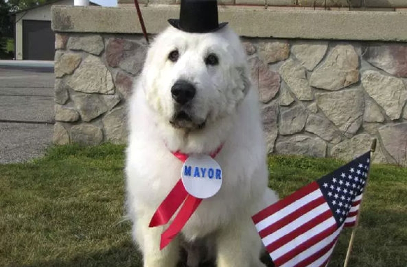 Four times re-elected dog mayor from the USA will leave his post for retirement
