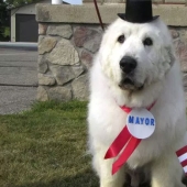 Four times re-elected dog mayor from the USA will leave his post for retirement