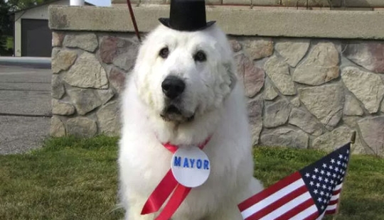 Four times re-elected dog mayor from the USA will leave his post for retirement