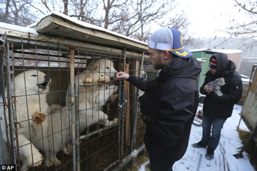 Freestyle skier Gus Kenworthy will bring a rescued dog from Pyeongchang instead of a medal