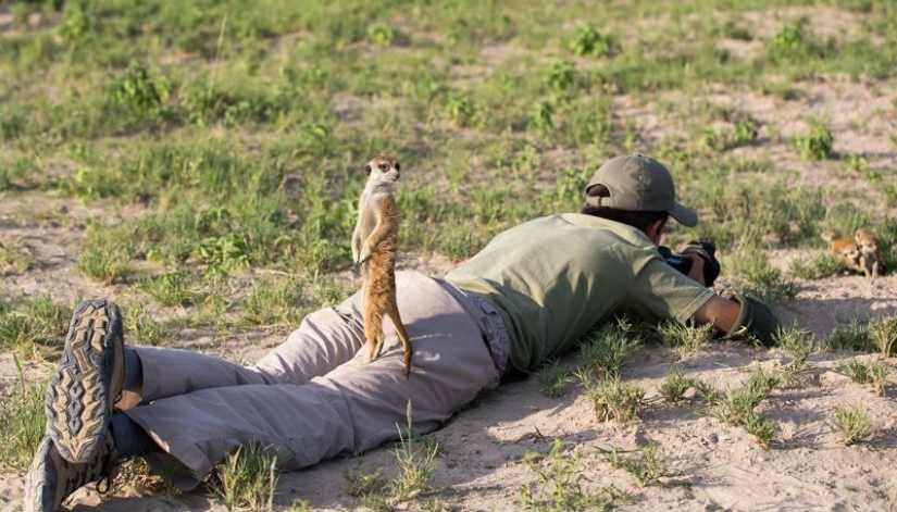 Friendship between meerkats and photographer