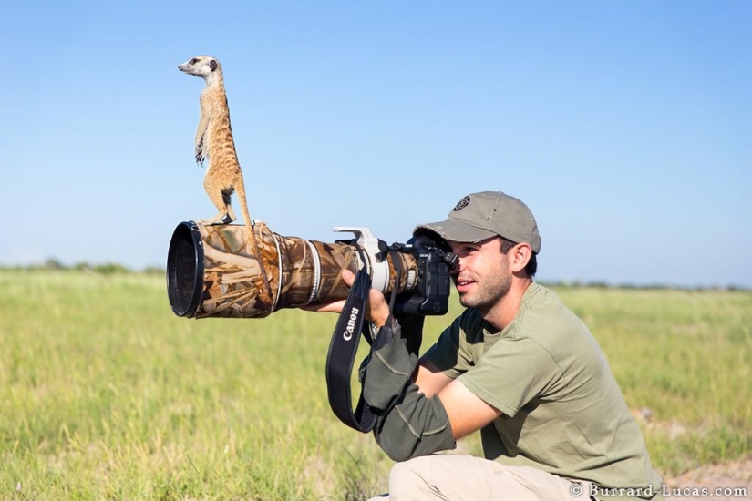 Friendship between meerkats and photographer