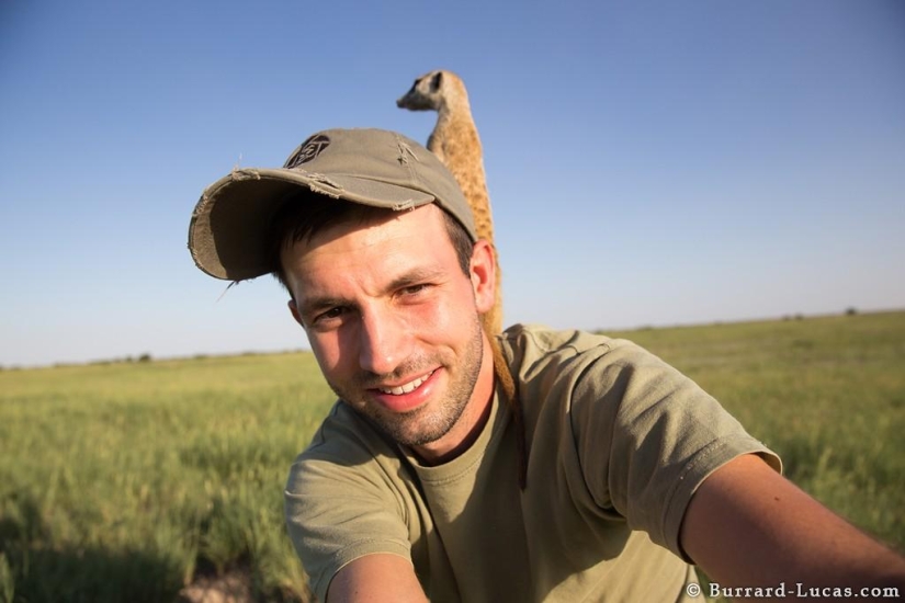 Friendship between meerkats and photographer