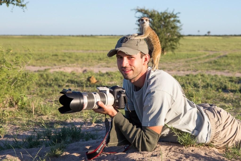 Friendship between meerkats and photographer