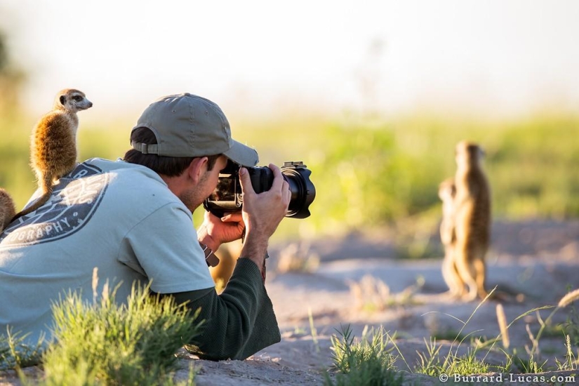 Friendship between meerkats and photographer