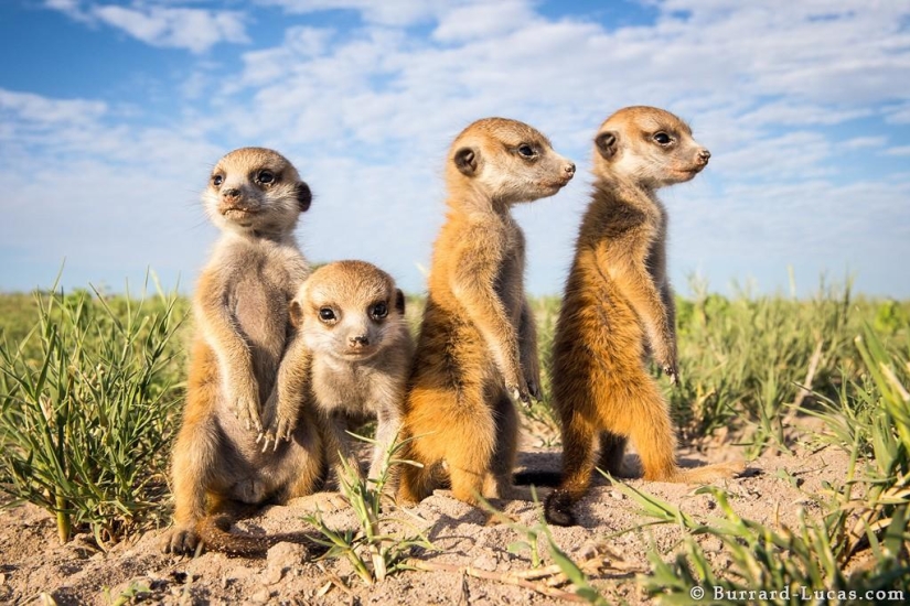 Friendship between meerkats and photographer