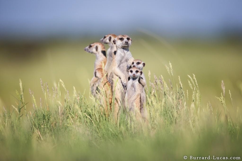 Friendship between meerkats and photographer