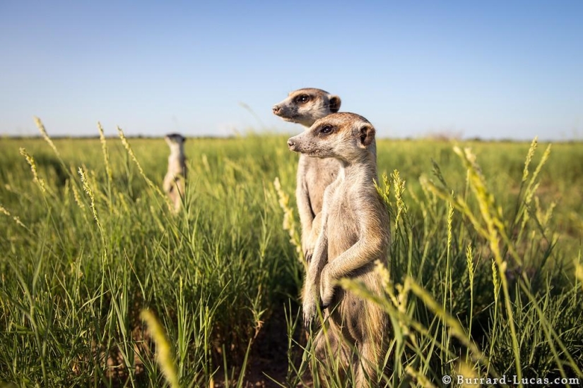 Friendship between meerkats and photographer