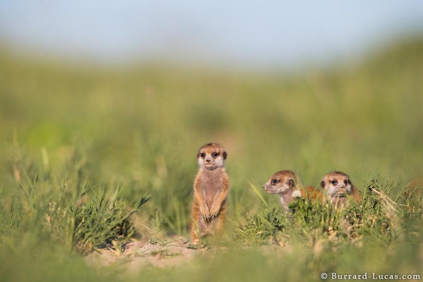 Friendship between meerkats and photographer