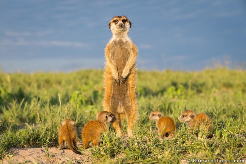 Friendship between meerkats and photographer