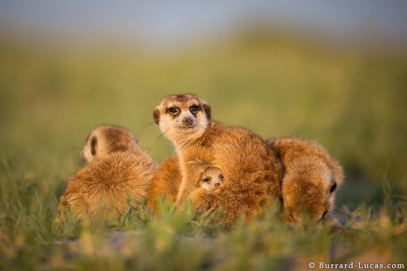 Friendship between meerkats and photographer