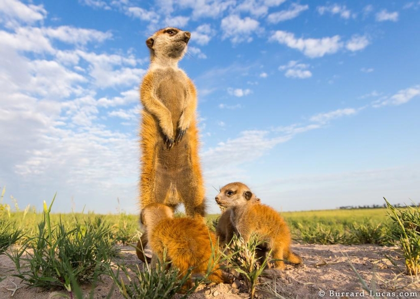 Friendship between meerkats and photographer