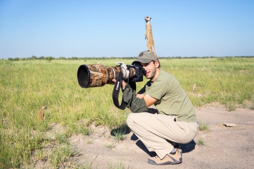 Friendship between meerkats and photographer