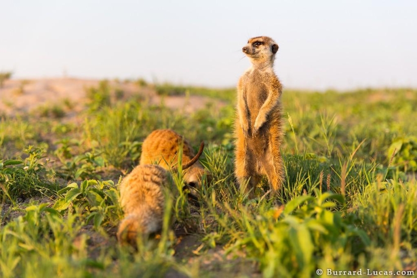 Friendship between meerkats and photographer