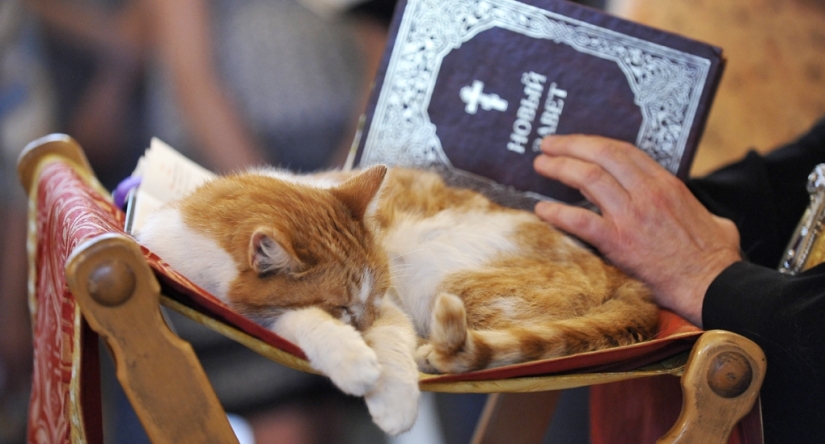 From love to hatred: the history of difficult relations between people and cats