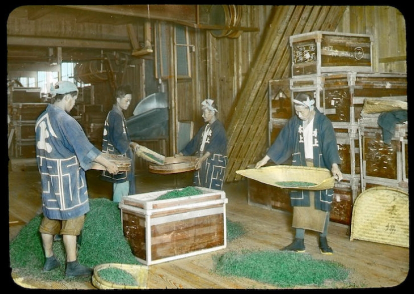 From the bush to the consumer: how tea production took place in Japan at the beginning of the XX century