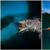 Full immersion: the best photos of the underwater world 2020