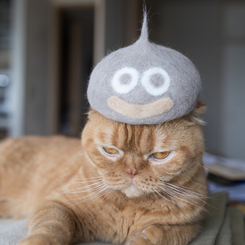 Funny cats in the caps of their own hair