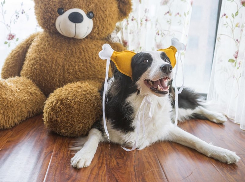 Funny costumes from Aliexpress for pets