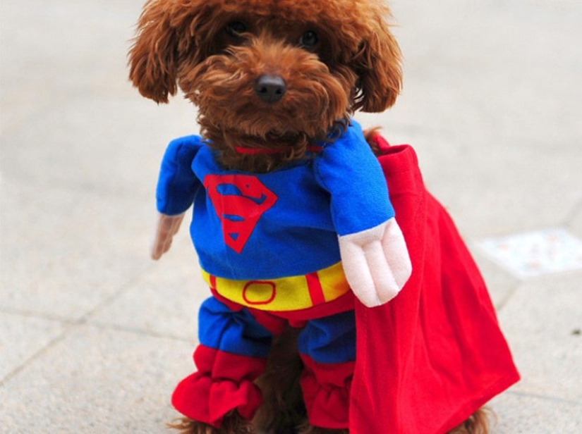 Funny costumes from Aliexpress for pets