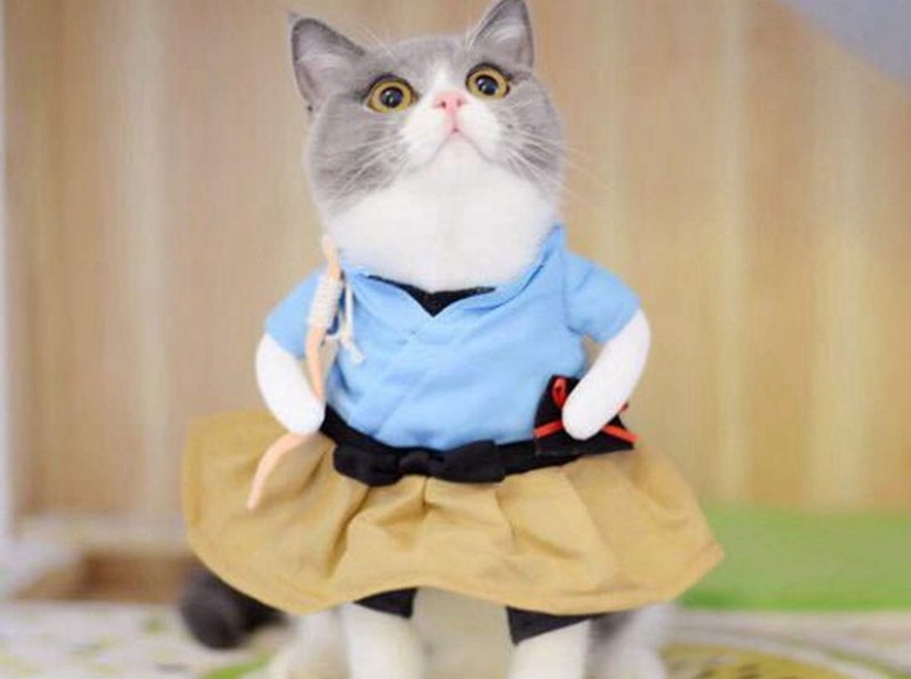 Funny costumes from Aliexpress for pets