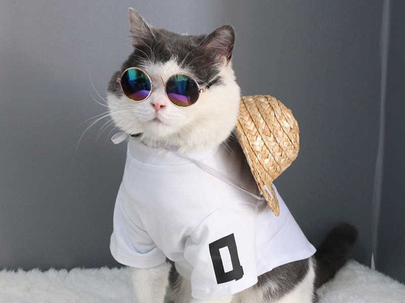 Funny costumes from Aliexpress for pets