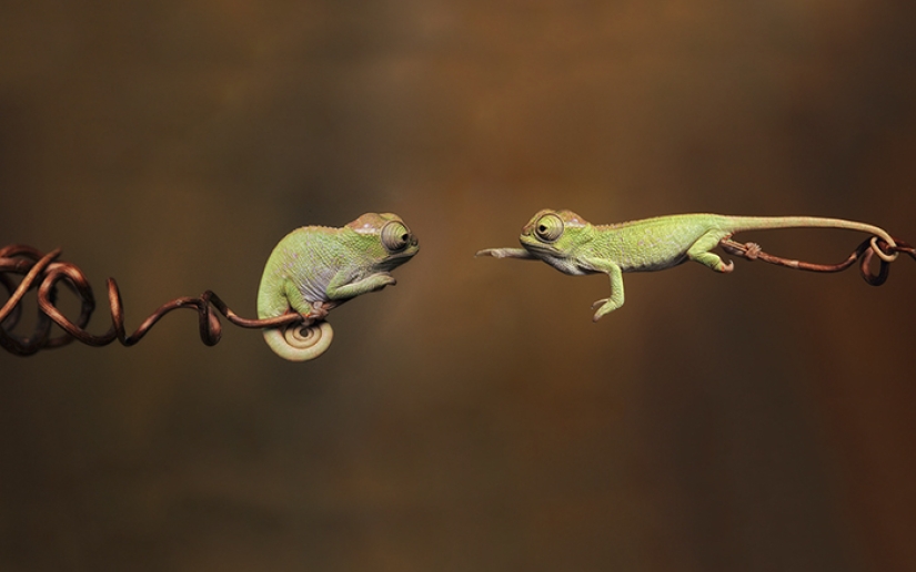 Funny little chameleons