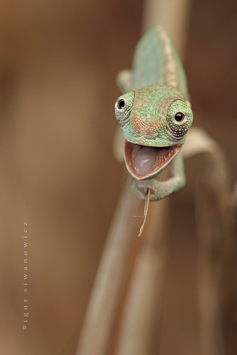 Funny little chameleons