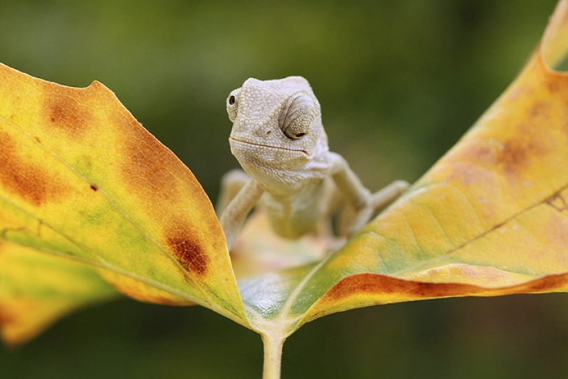 Funny little chameleons