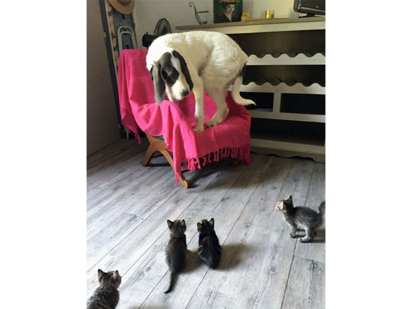 Funny shots of the complicated relationship between cats and dogs