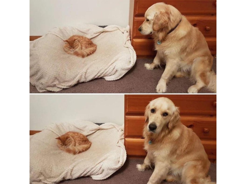 Funny shots of the complicated relationship between cats and dogs