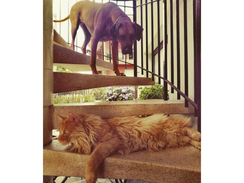 Funny shots of the complicated relationship between cats and dogs